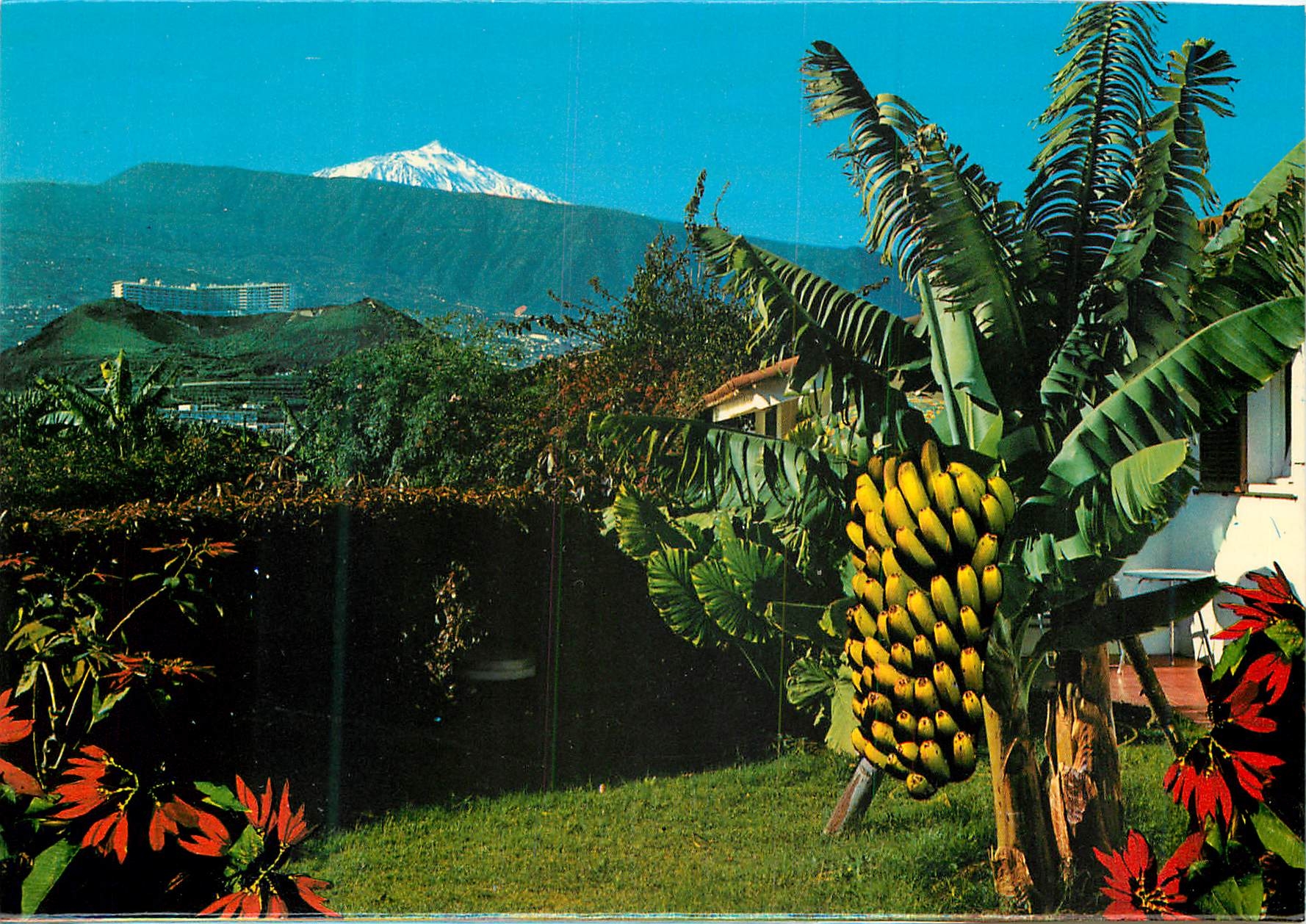CPM Puerto de la cruz (Tenerife) paysage avec teide