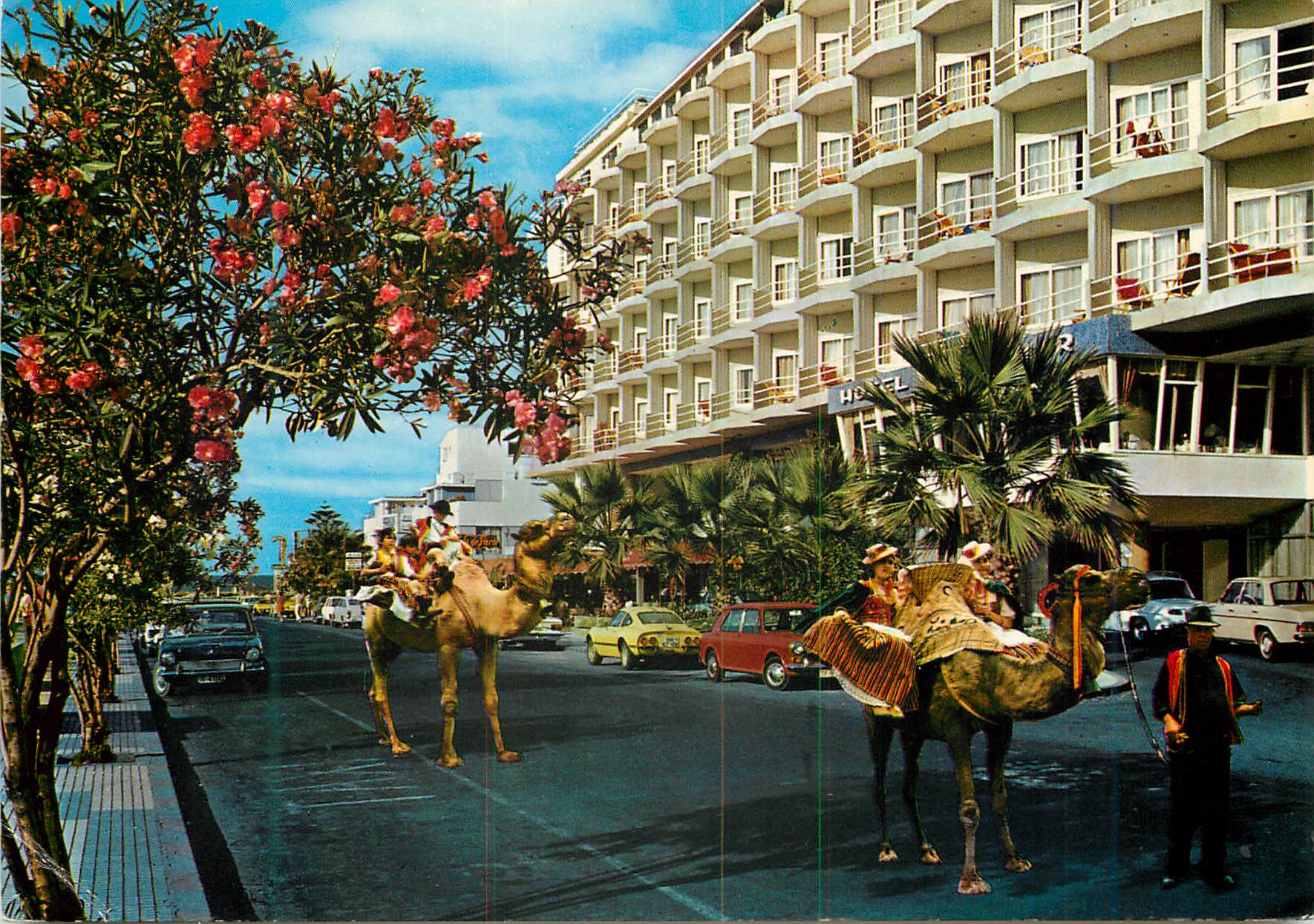 CPM Tenerife puerto de la cruz typical scene Chameaux