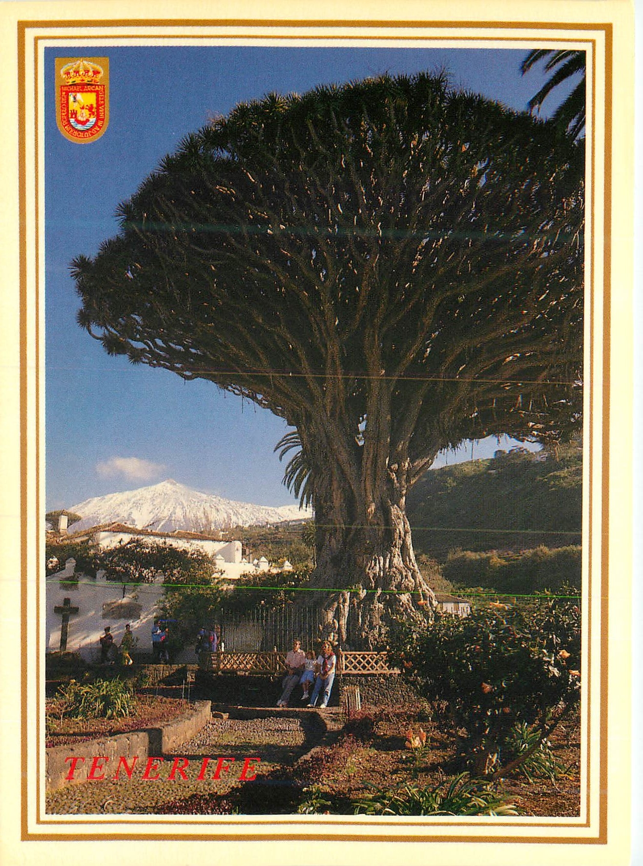 CPM Islas canarias icod de los vinos drago milenario Tenerife
