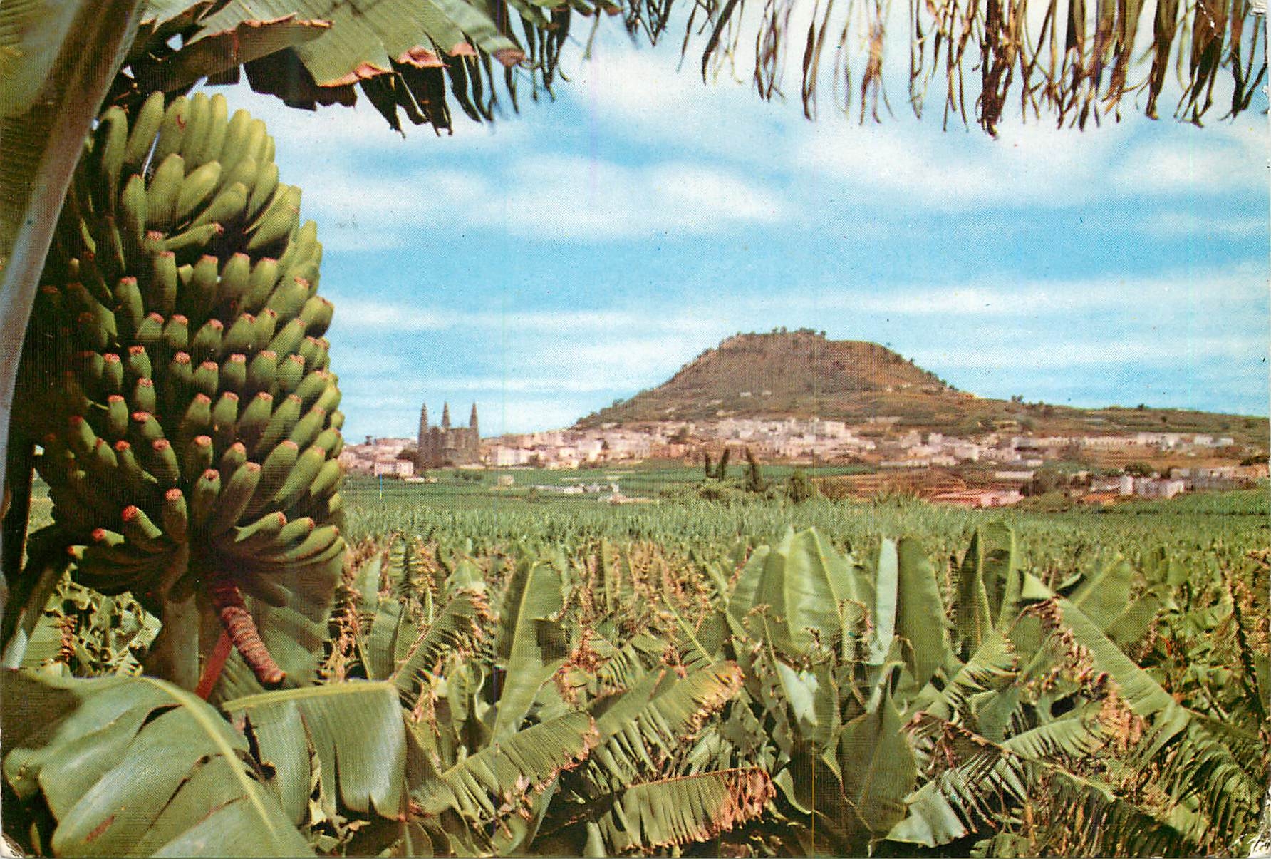 CPM Gran Canaria Arucas (vue partielle)