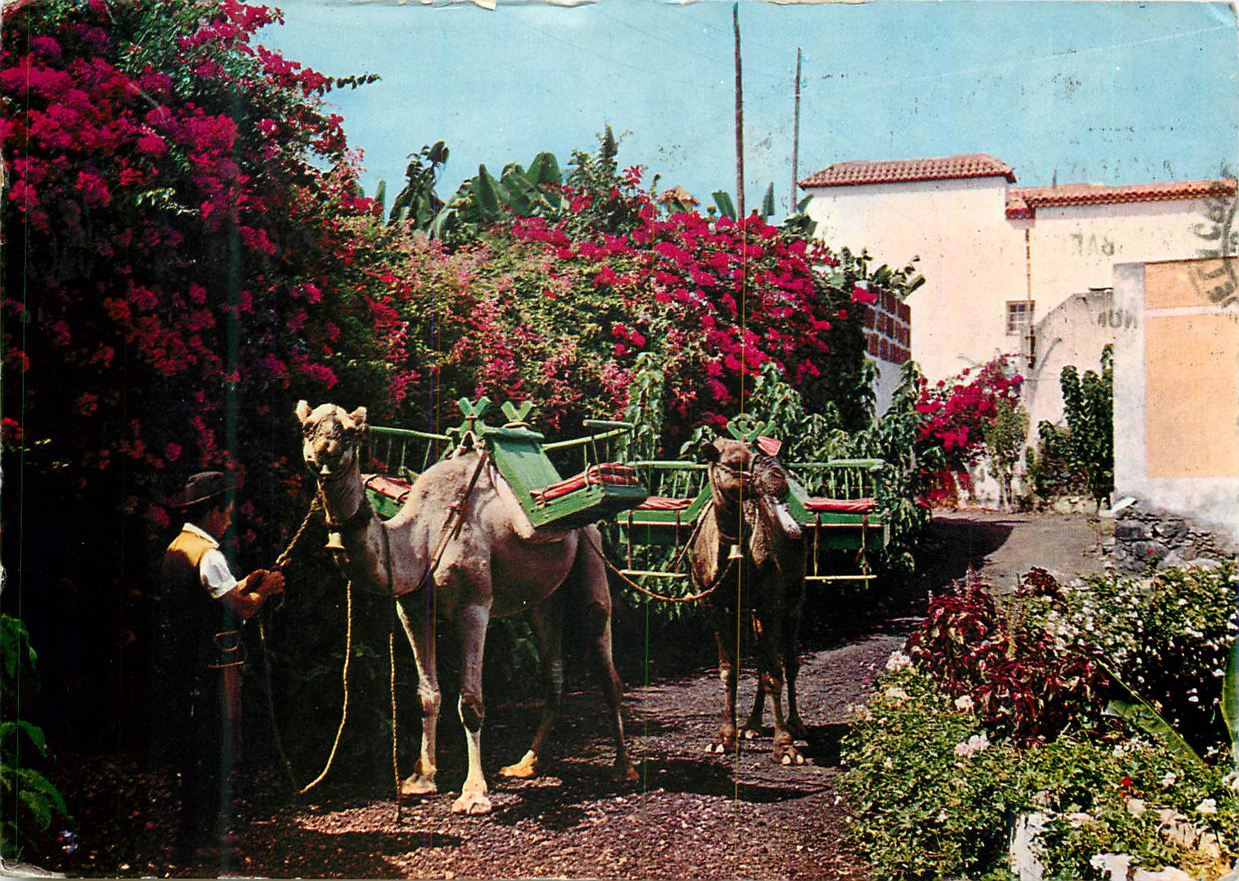 CPM Tenerife Puerto de la Cruz Typical scene