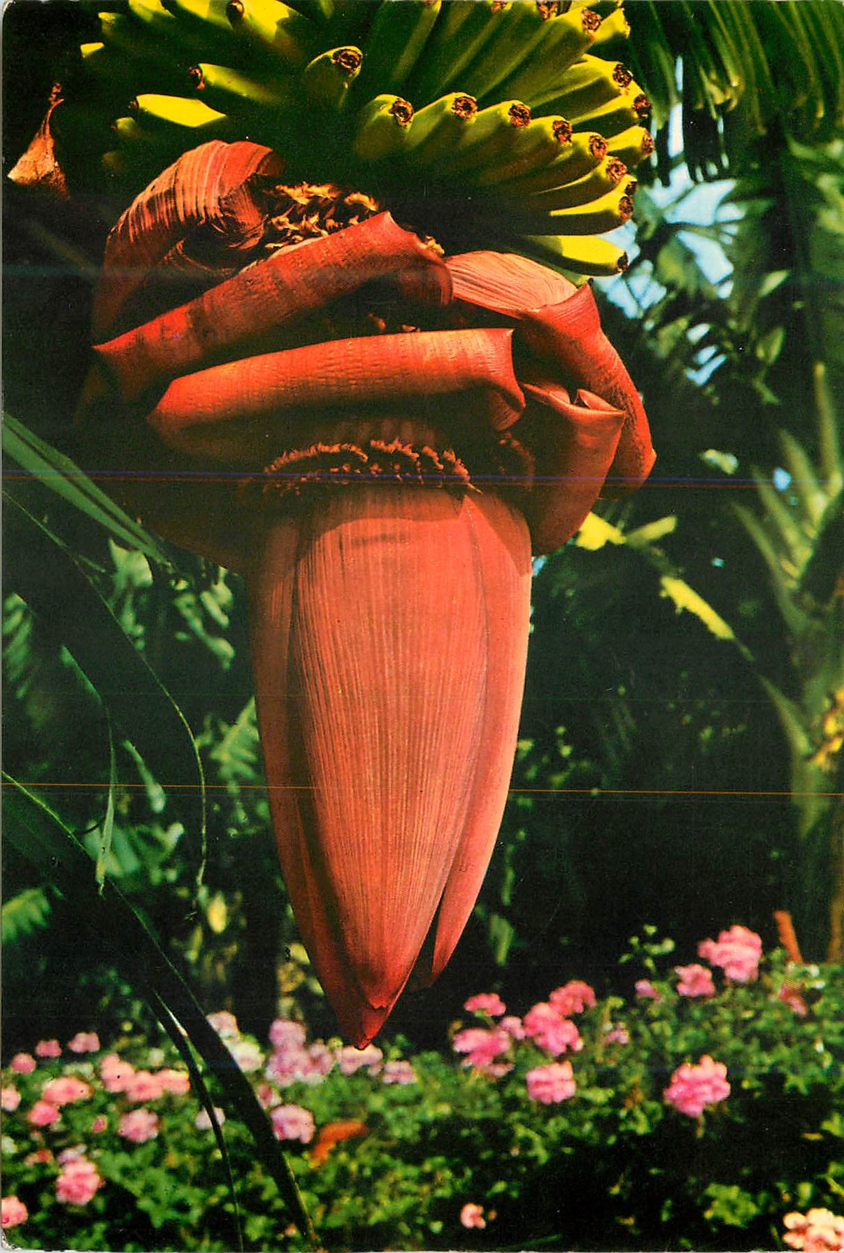 CPM Flores de Canarias