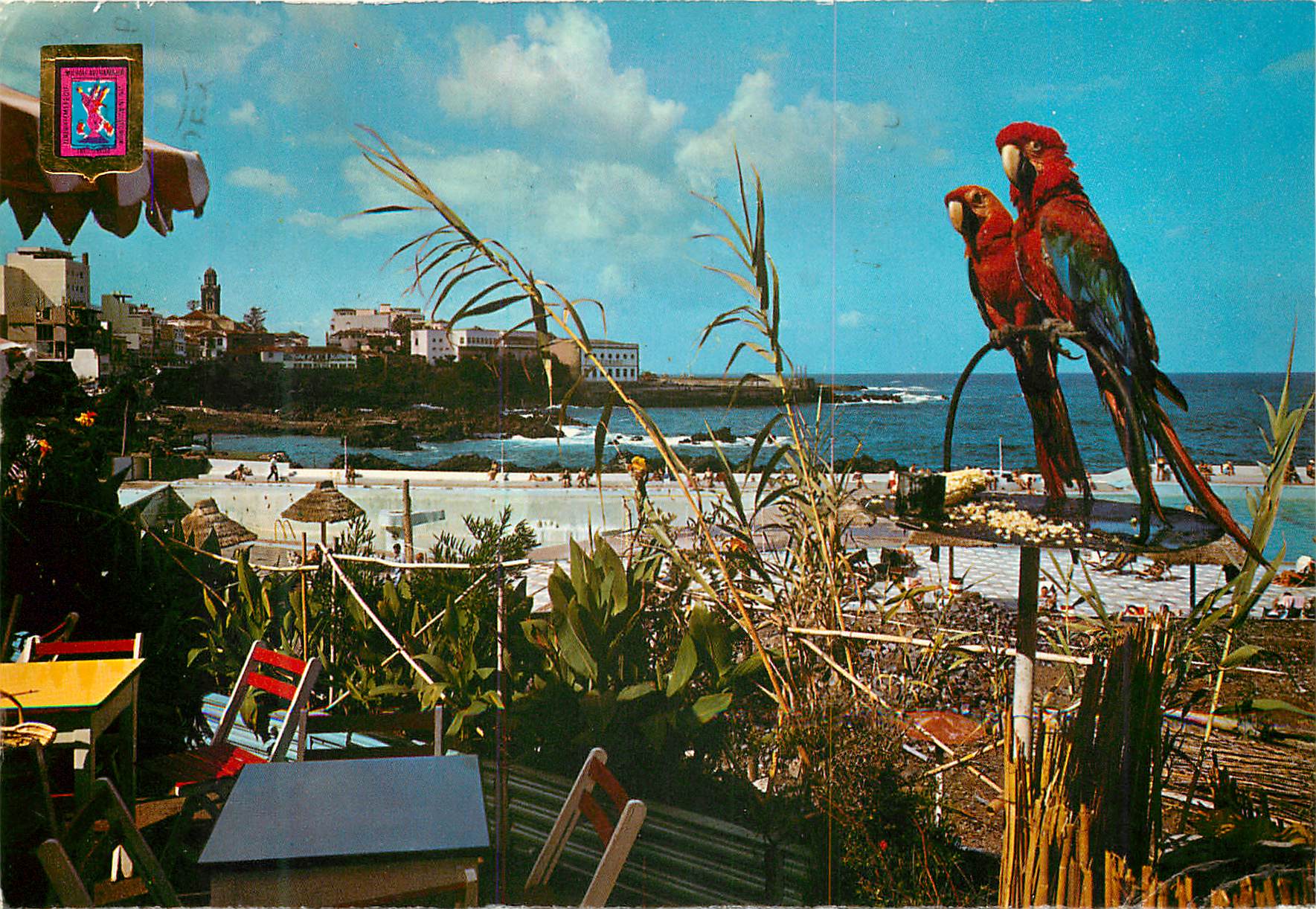 CPM Tenerife Puerto de la Cruz Vue partielle des l'Avenue de Colon Perroquet