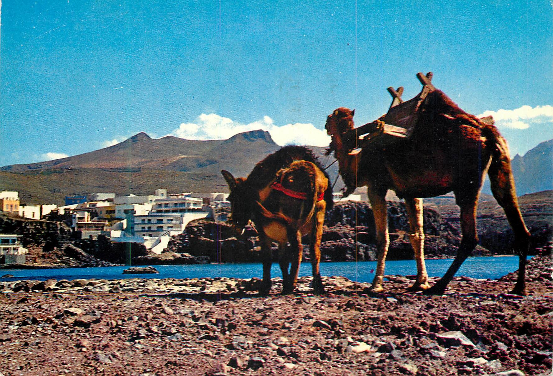 CPM Tenerife Playa de Sardina del Norte (Galdar) Ane Donkey