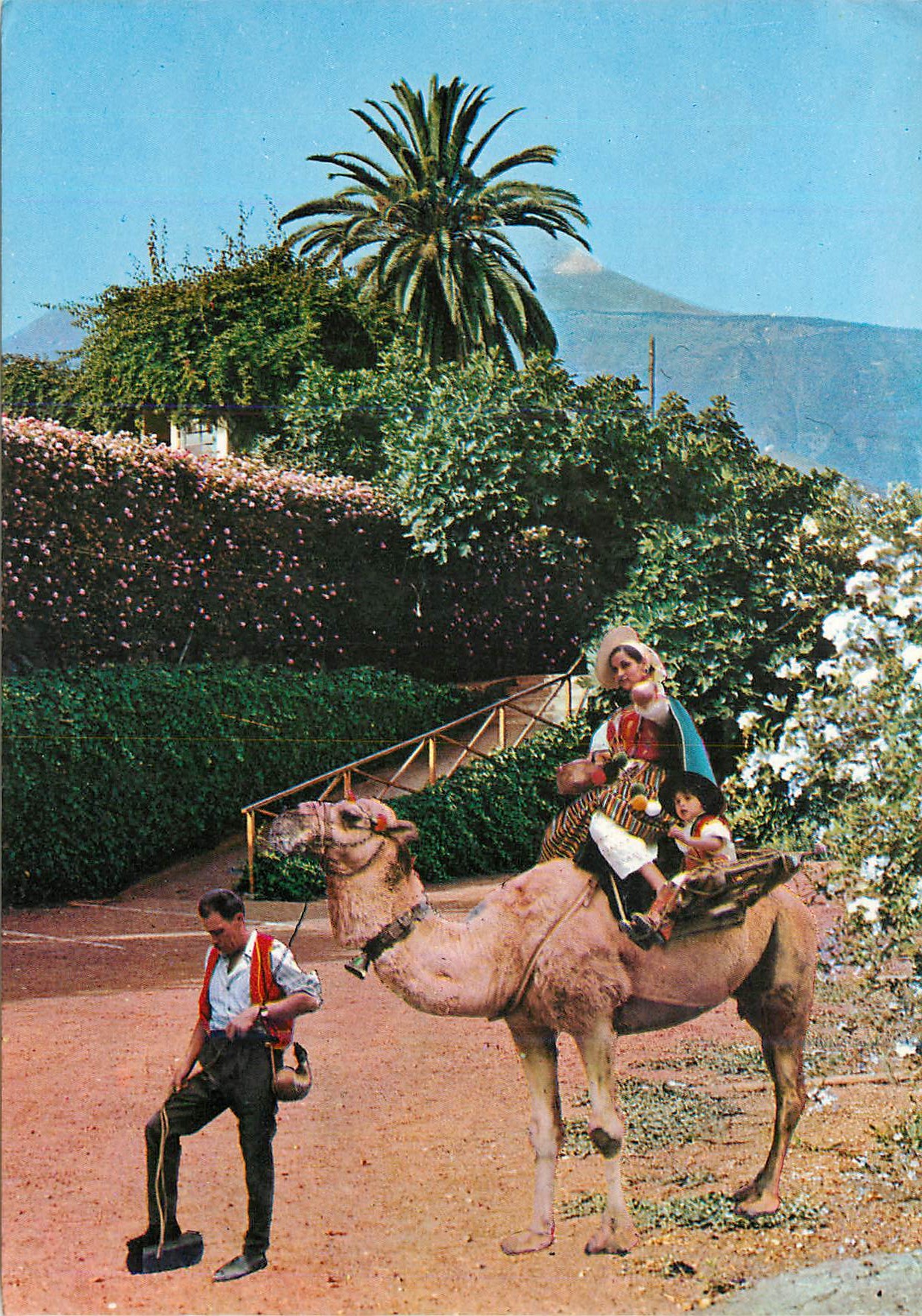 CPM Tenerife Puerto de la Cruz Typical Scene Chameau