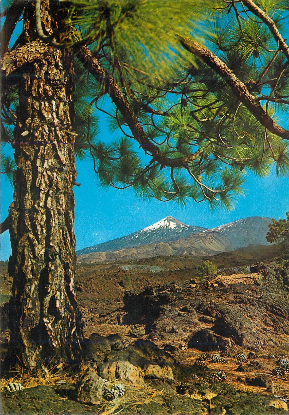 CPM Tenerife Paysage et le Teide au fond