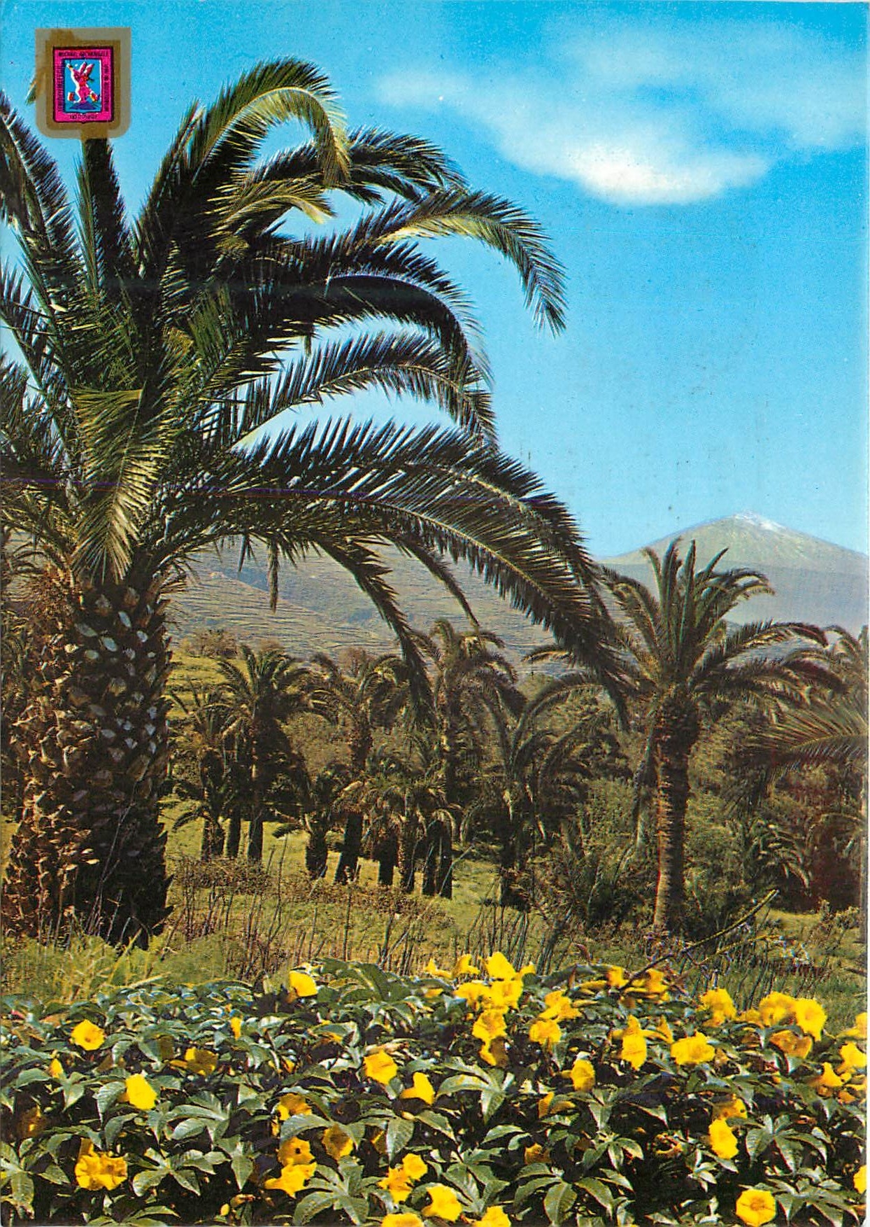 CPM Tenerife (Canarias) Detail de la Cote Nord