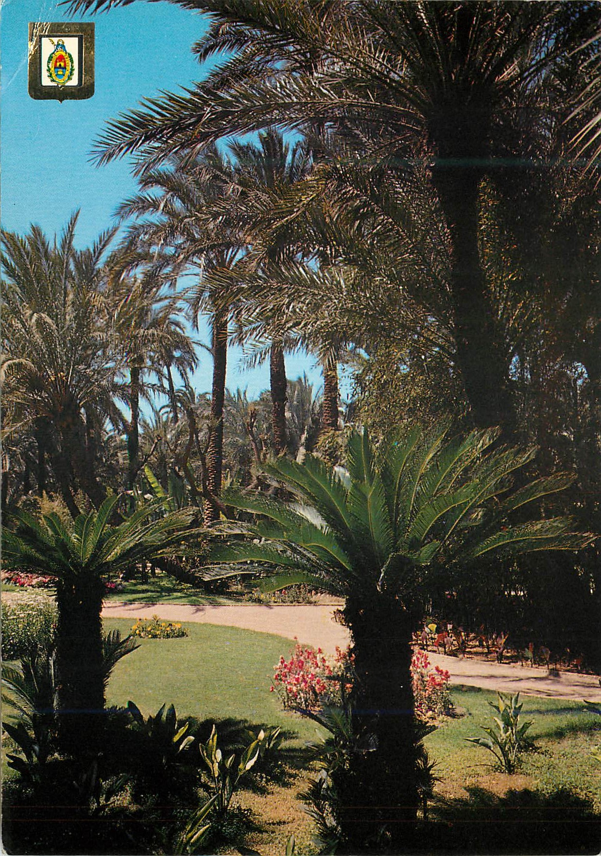 CPM Elche (Alicante) Jardin des Cycae