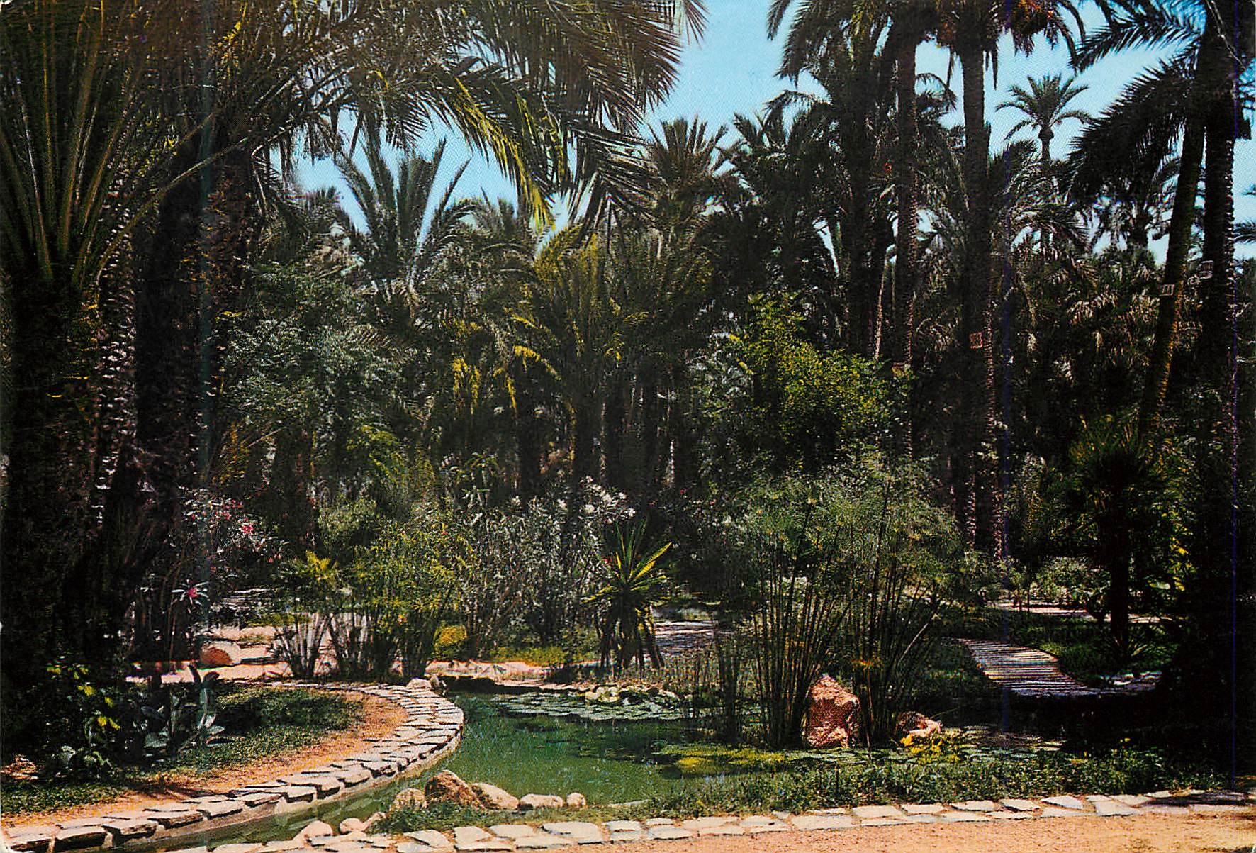 CPM Elche (Alicante) Verger du Cure Bassin Tropical