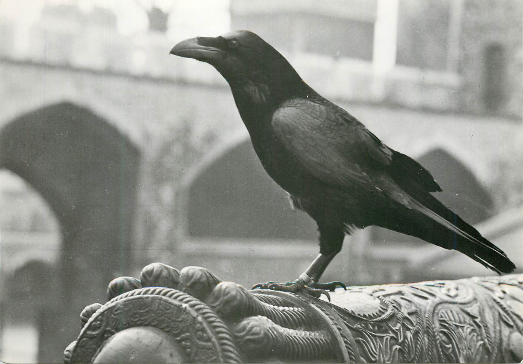 CPM Tower of London One of the Tower Ravens