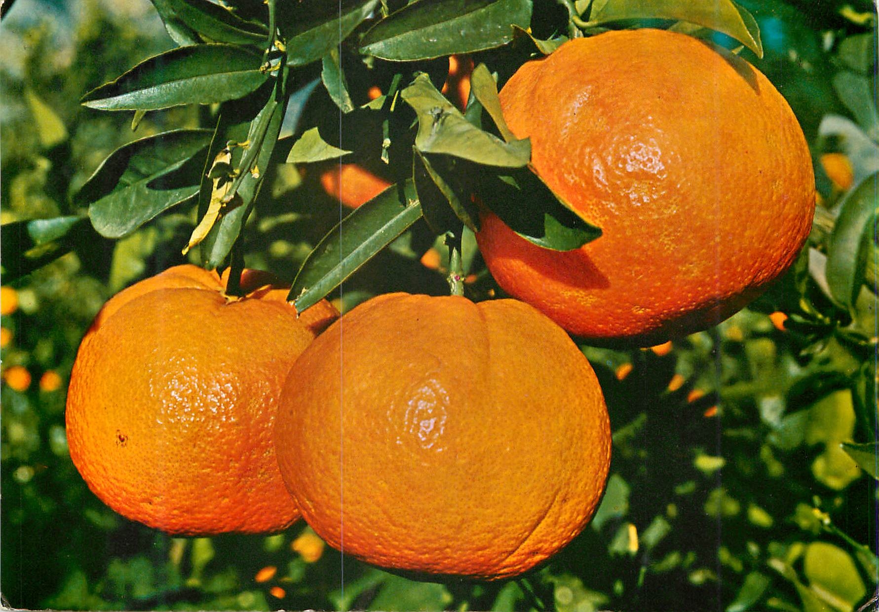 CPM Espana Oranges 