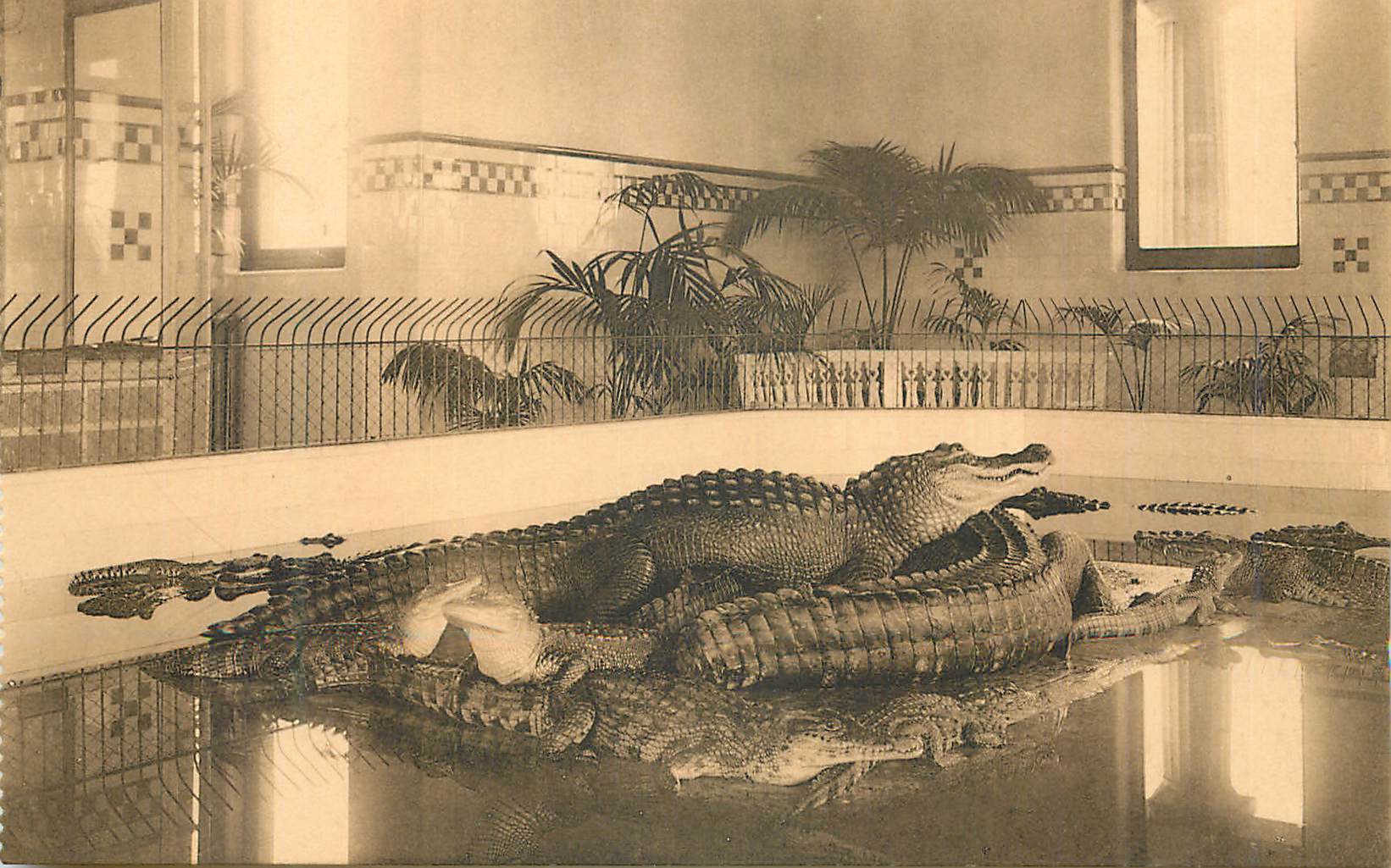 Anvers - Jardin Zoologique - Bassin des Crocodiles — Neils, Bruxelles