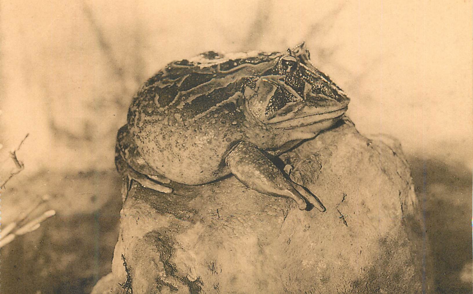Grenouille cornue — Anvers, Jardin Zoologique — Ern Thill Bruxelles