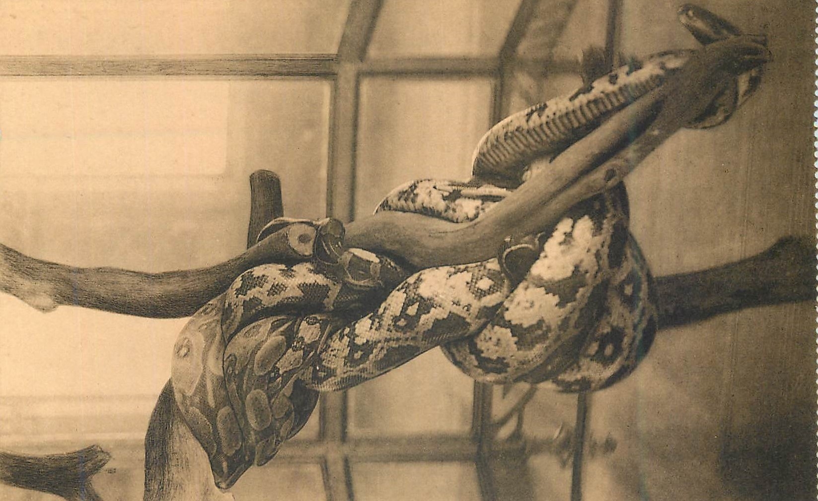 Python indien — Galerie des Reptiles — Ern. Thilli, Bruxelles