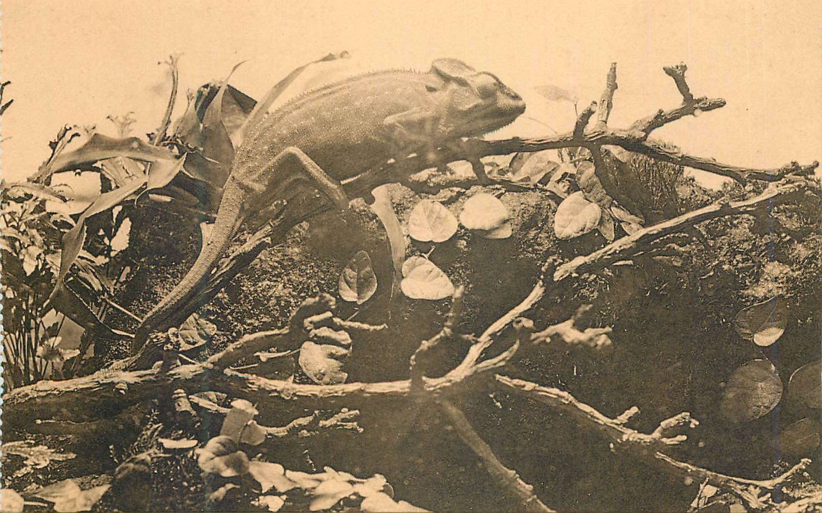 CPM Anvers Jardin Zoologique Galerie des reptiles Cameleon 