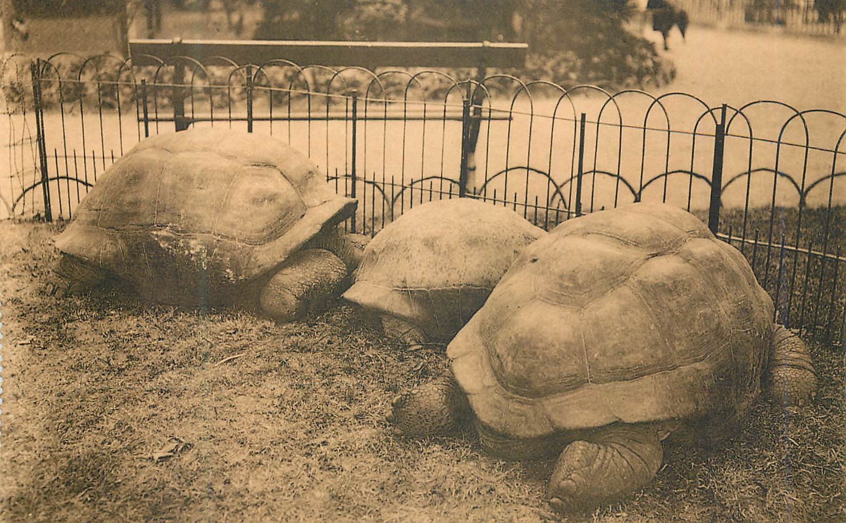CPM Anvers Jardin Zoologique Galerie des reptiles Tortues elephantines 