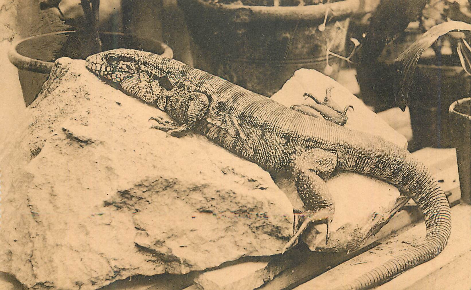Lézard commun — Anvers, Jardin Zoologique — Éditeur Naïs, Bruxelles