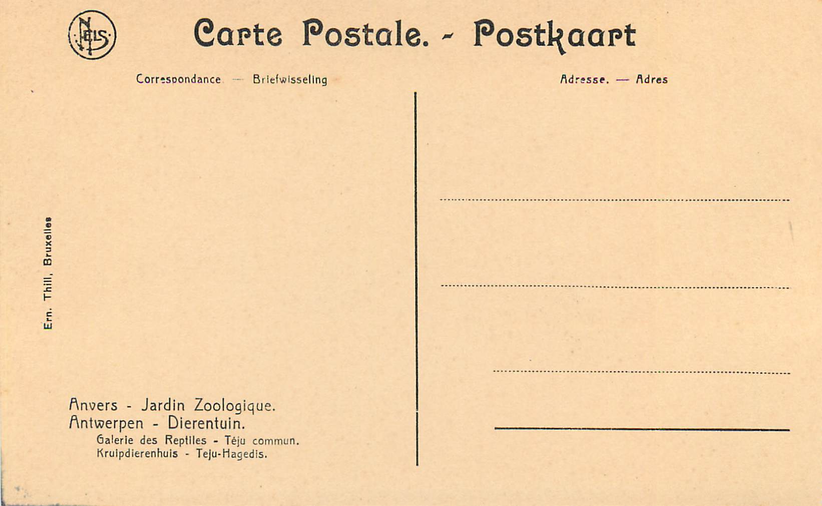 Lézard commun — Anvers, Jardin Zoologique — Éditeur Naïs, Bruxelles — Verso