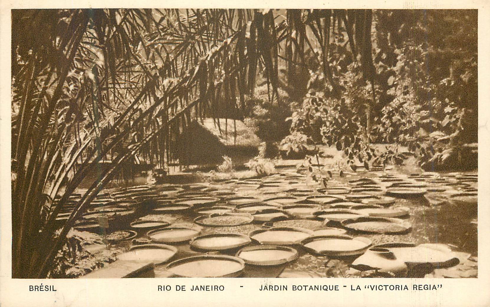 Brésil - Rio de Janeiro - Jardin Botanique - La "Victoria Regia"