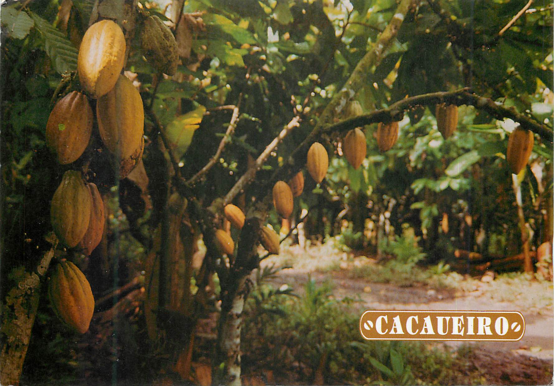 CPM Brasil Turistico Ilheus Bahia Cacaueiro carregado de frutos maduros 