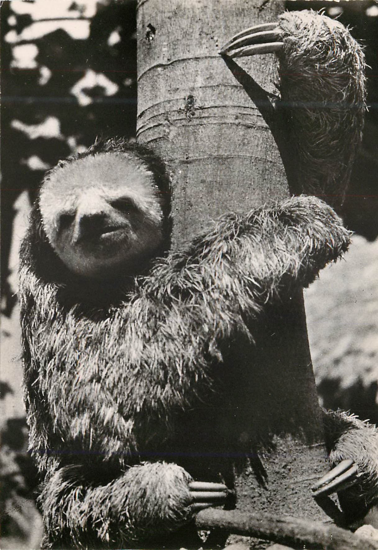 Deux paresseux sur un tronc d'arbre — Expédition Guyane - Tumuc - Humac — cliché D. Darbois