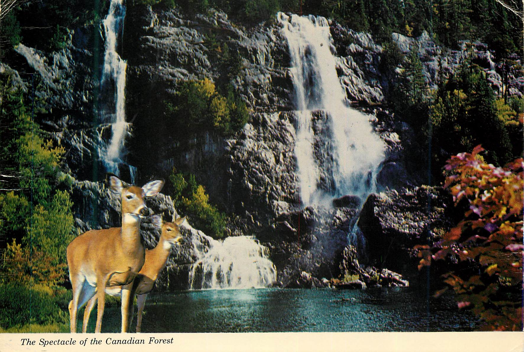 CPM The Spectacle of the Canadian Forest 
