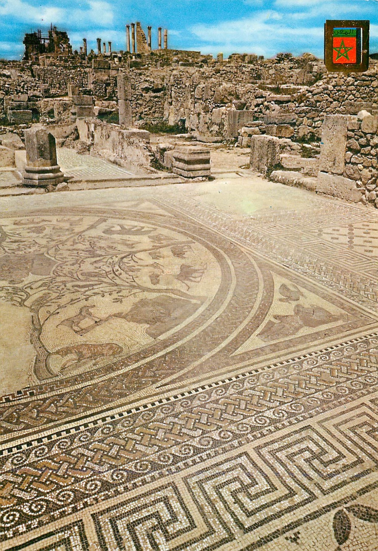 CPM Volubilis Mosaique de la Maison d'Orphee 