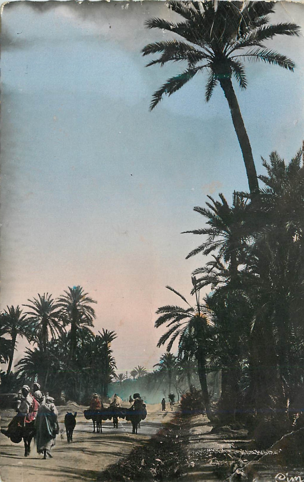 CPM Scenes et types du maroc un coin de la palmeraie