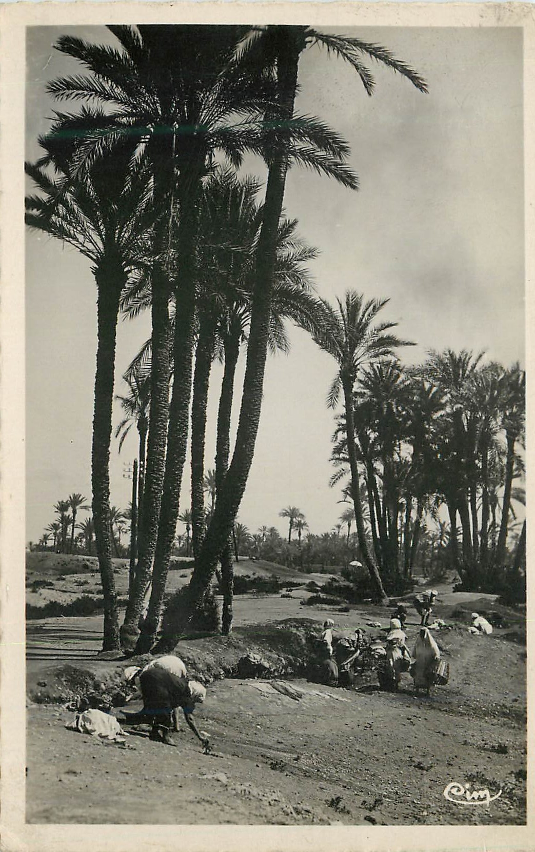 CPM Scenes et types de l'afrique du nord (maroc) un coin de la palmeraie