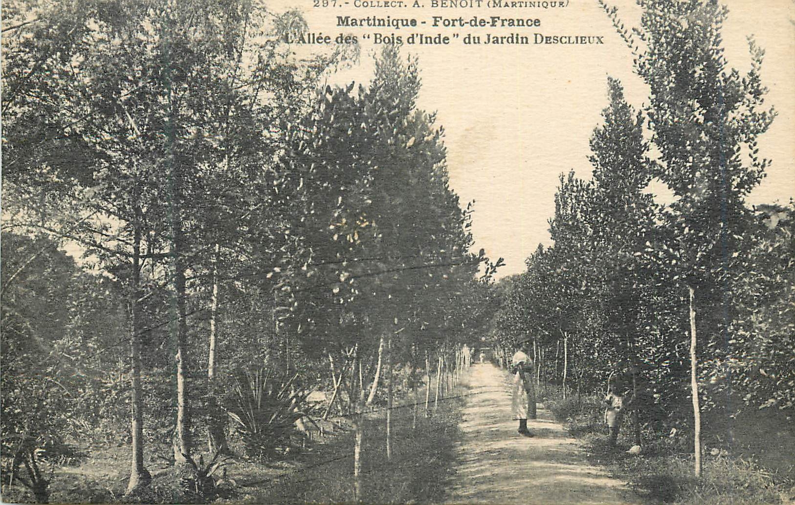 Allée dei "Bois d'Inde" del Giardino Desclieux — Martinica, Fort-de-France — editore A. Benoit, n° 287