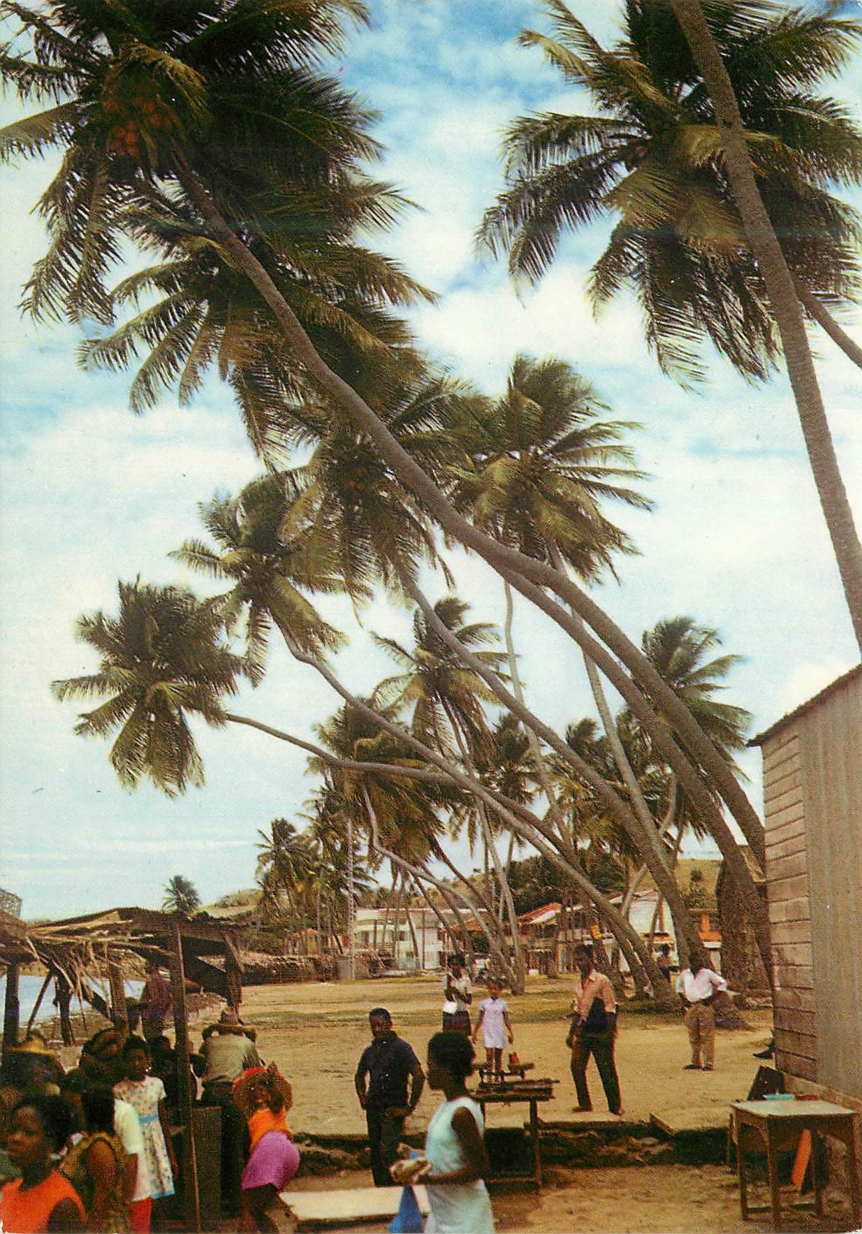 CPM Martinique Le Vauclin et les vieux cocotiers