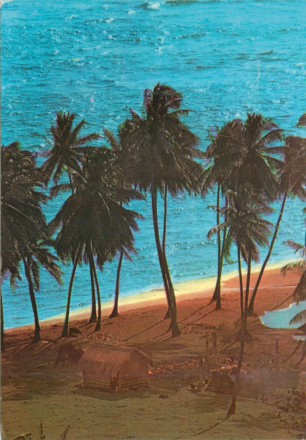 CPM Martinique Sainte Marie Un coin de plage a l'Anse Azerot