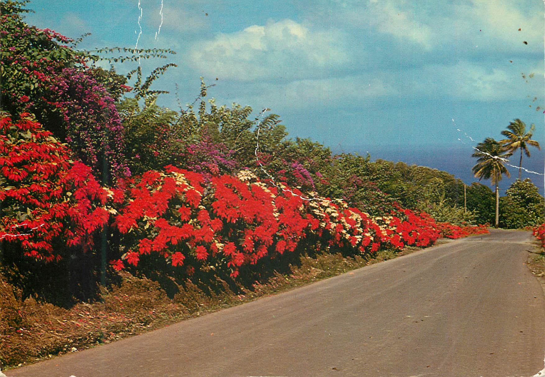 Martinique - Grand'Rivière — La route fleurie — Éditions Félix ROSE-ROSETTE