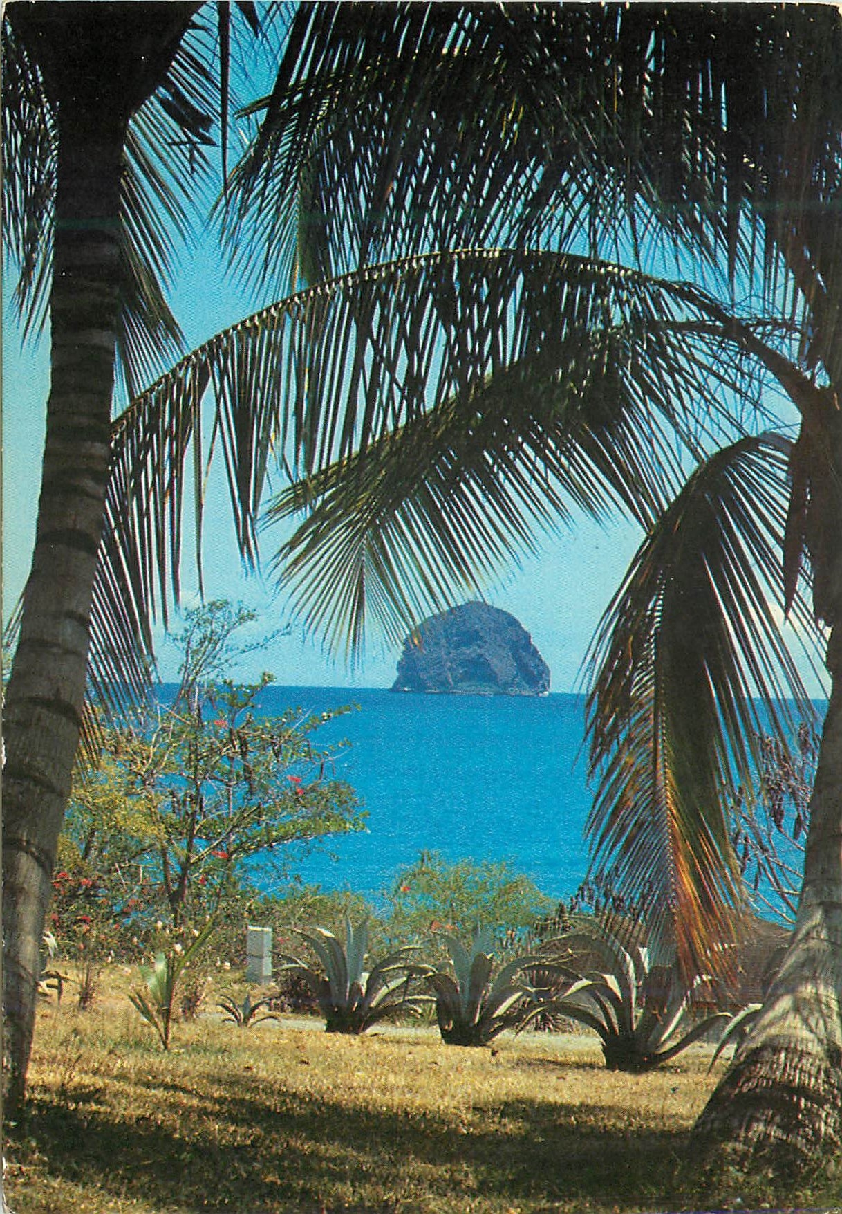 CPM Martinique Le Diamant Le Diamant sous les palmes