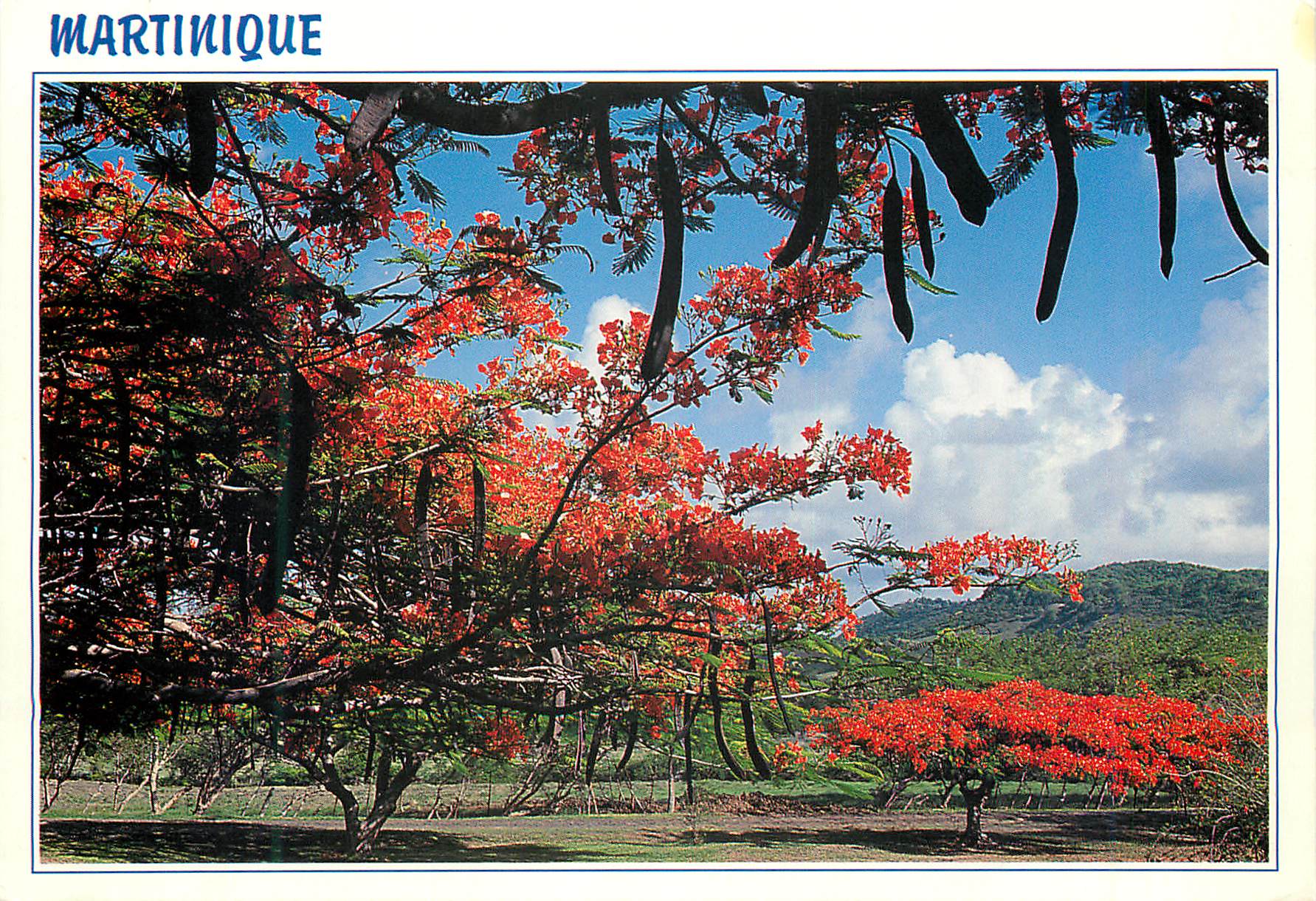 CPM Martinique Flamboyants sur la route de Vauclin