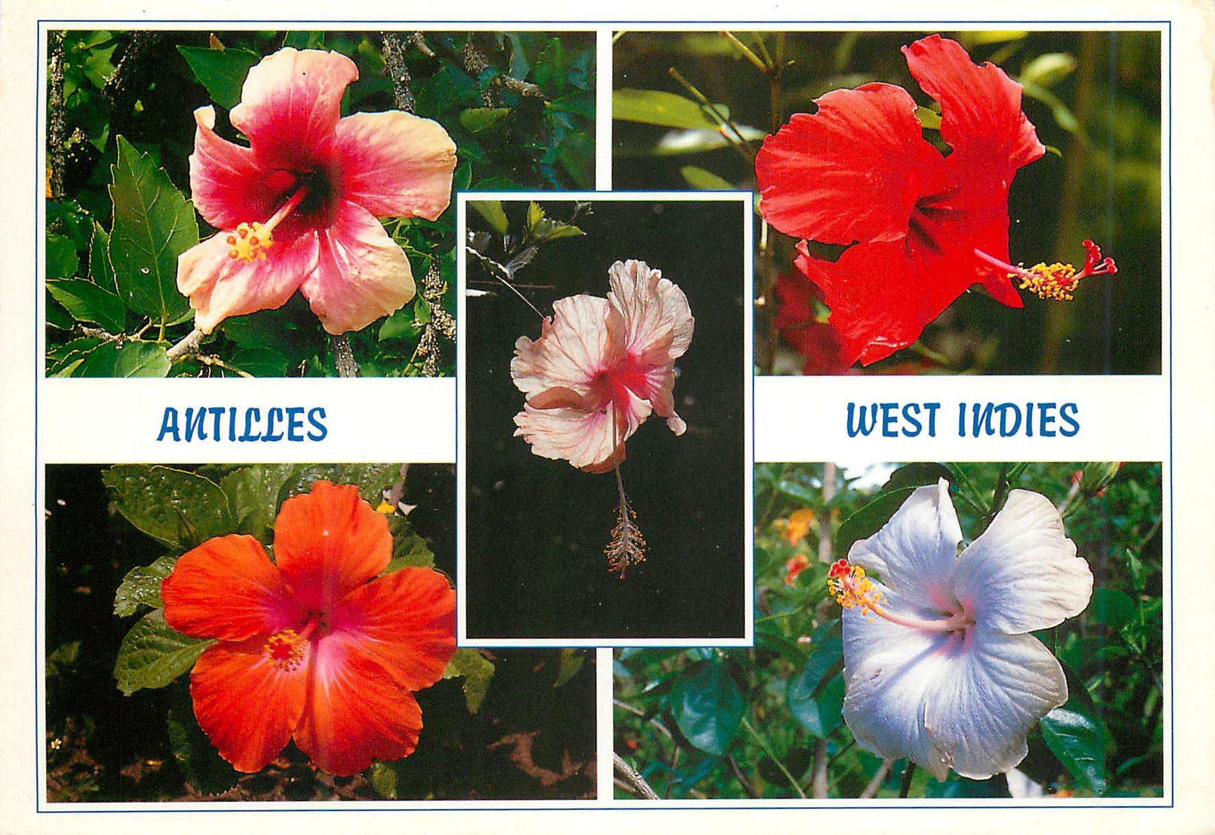 CPM Martinique Antilles West Indies La rose de Chine