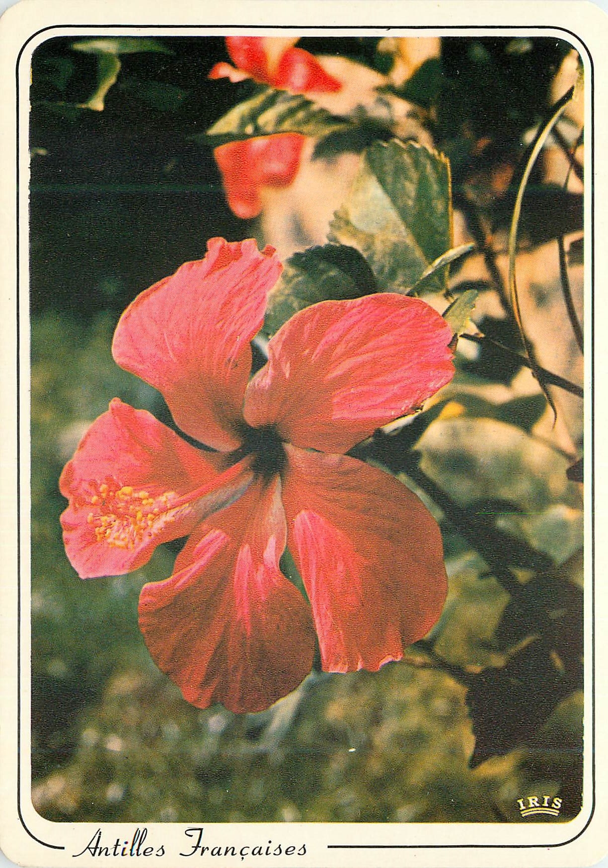 CPM Martinique Fleurs des Antilles Hibiscus