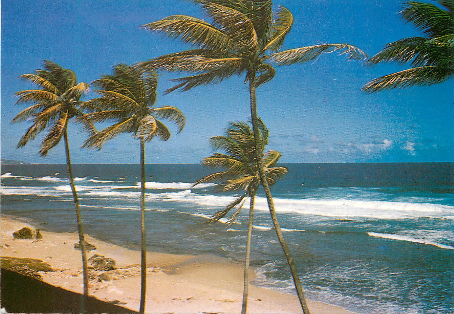 CPM Martinique Plage aux Antilles sous l'Alize