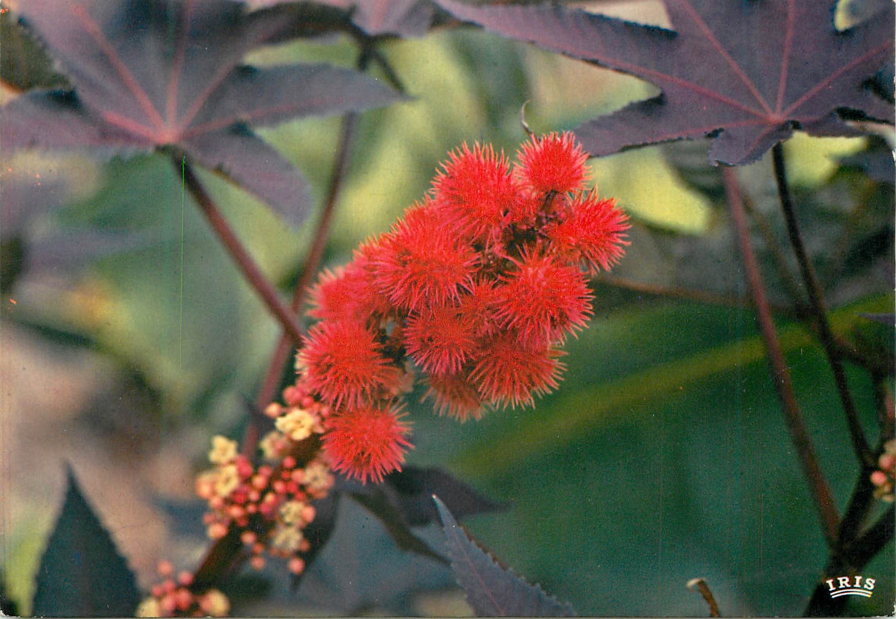 CPM Martinique Fleurs des Antilles Ricin rouge