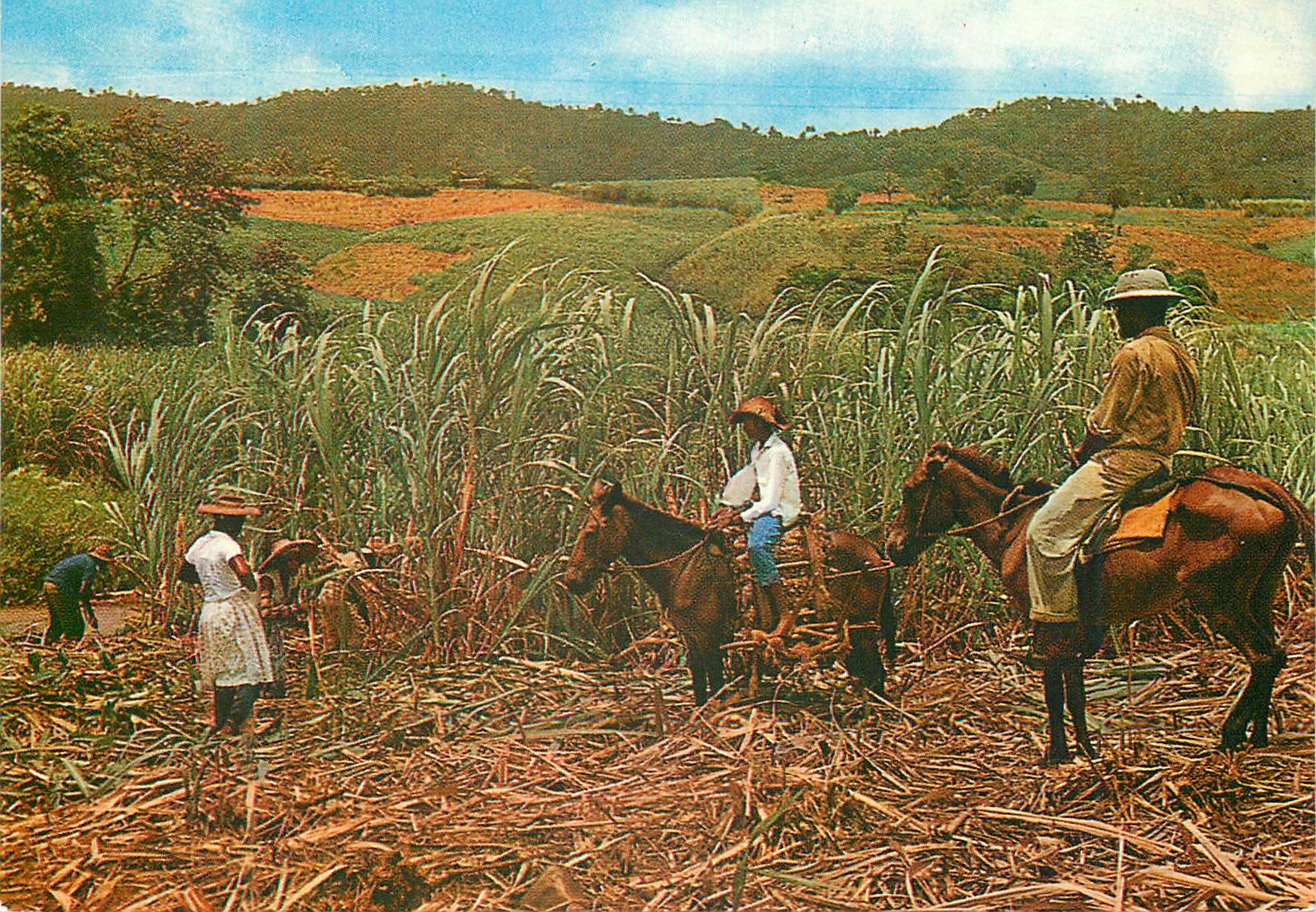 CPM Martinique Recolte de la canne a sucre
