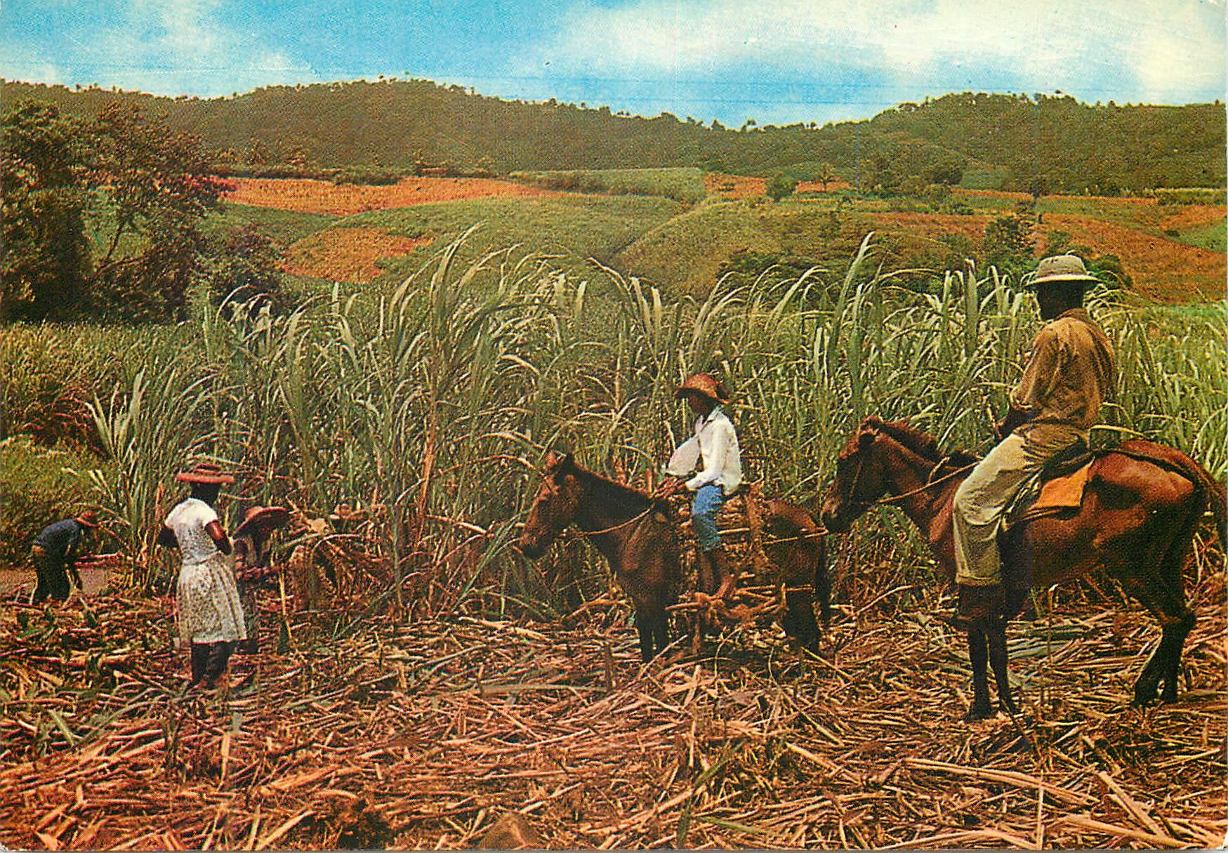 CPM Martinique Recolte de la canne a sucre