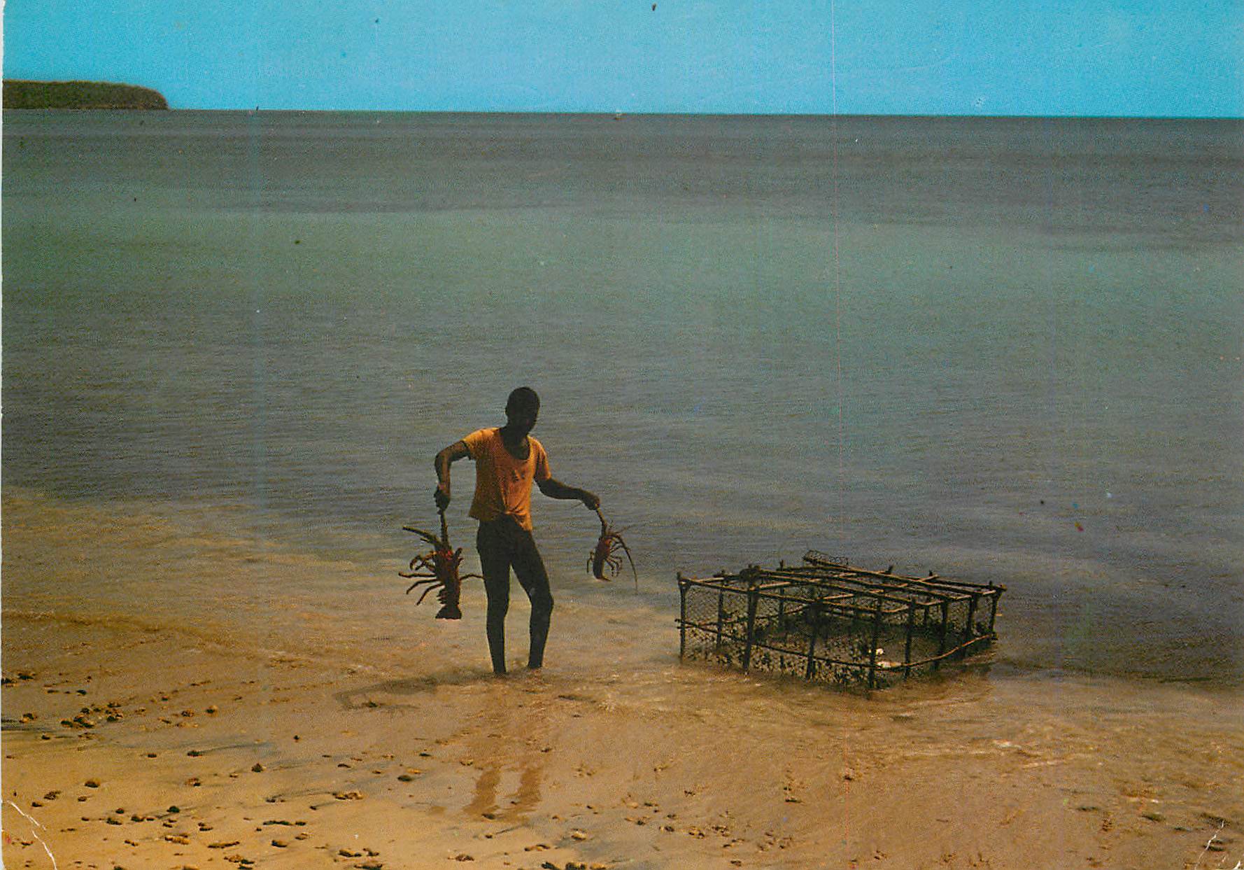 CPM Martinique Saint-Anne Des langoustes pour le restaurant