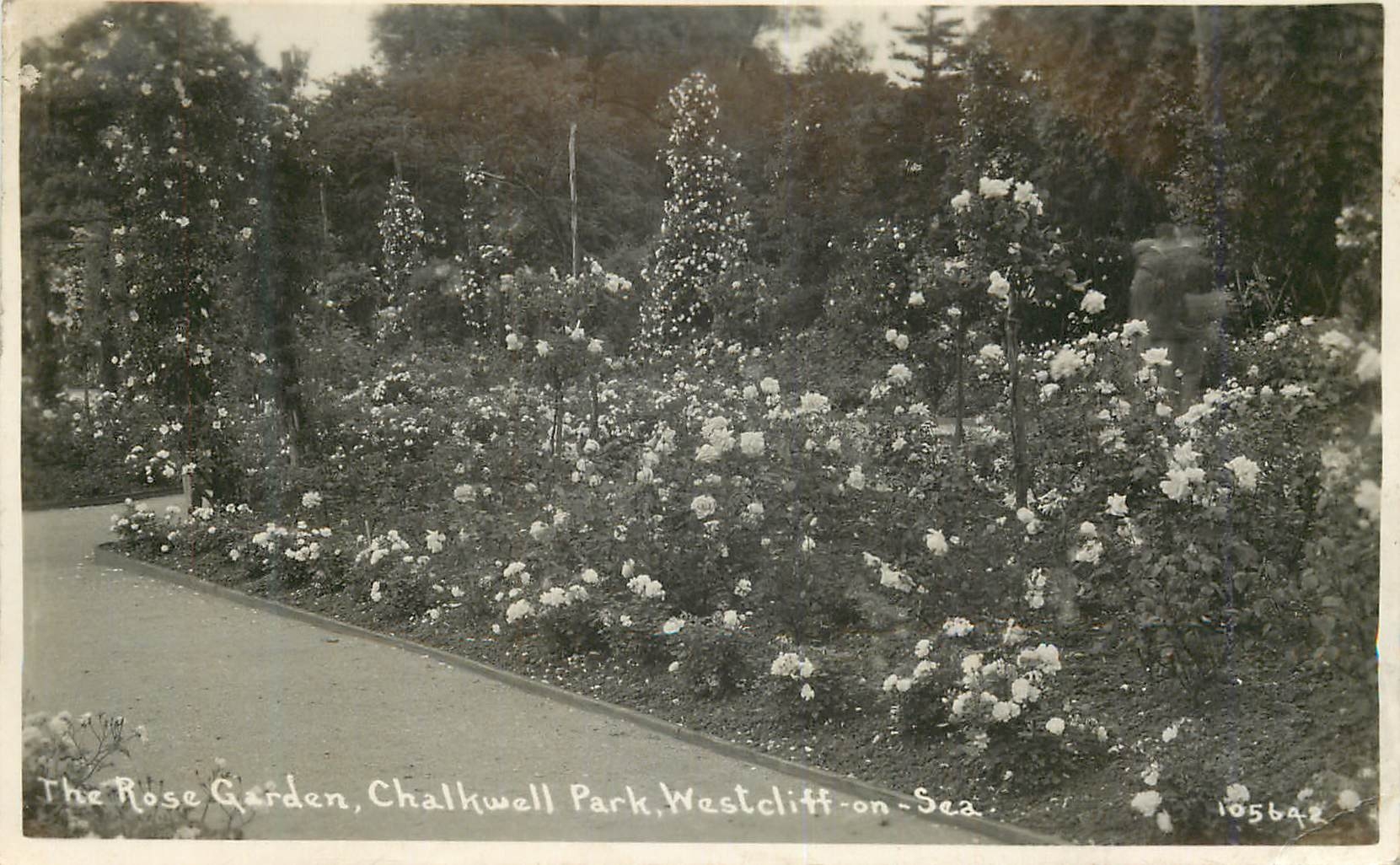 CPA The Rose Garden Chalkwell Park Westcliff on Sea