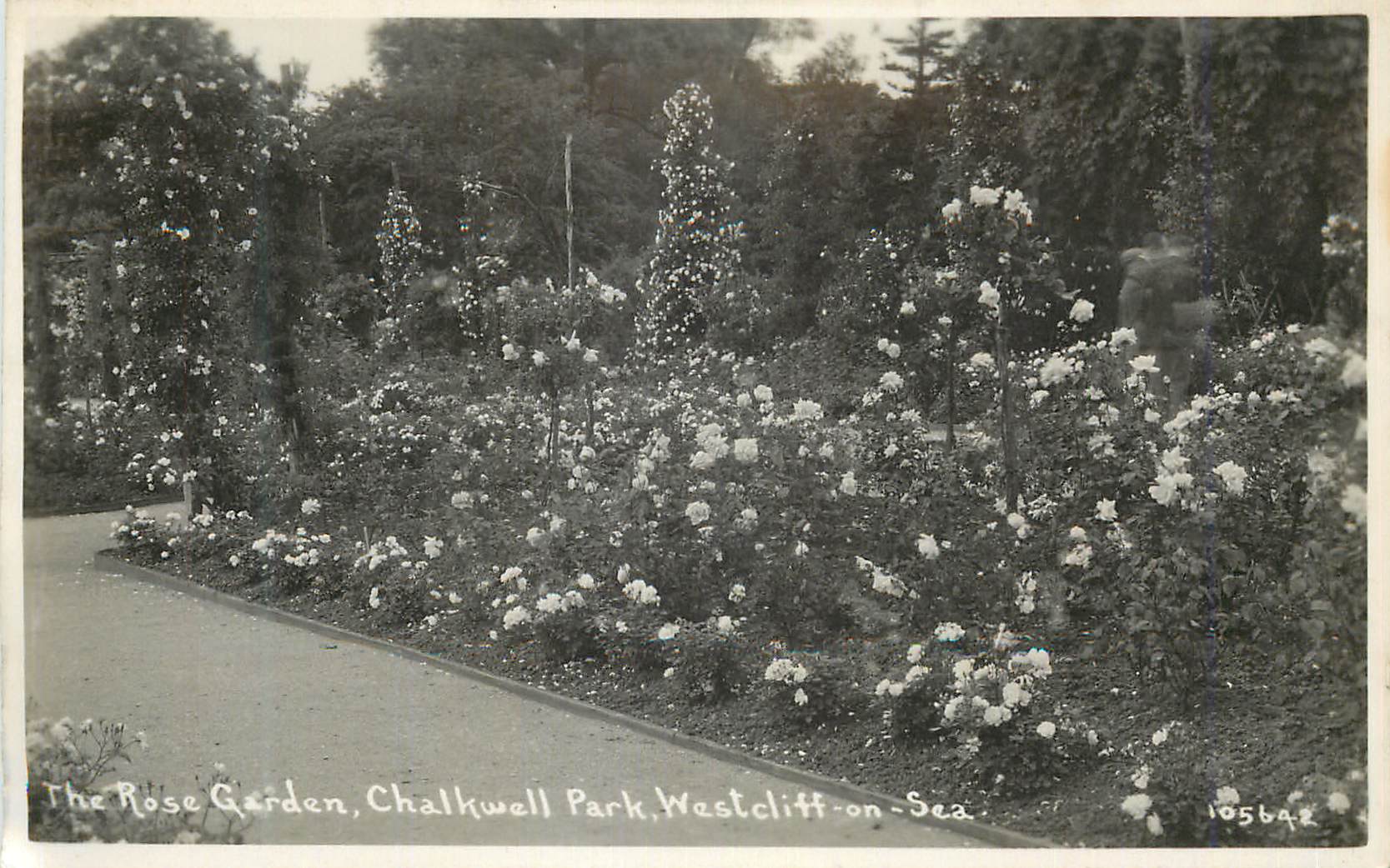 CPA The Rose Garden Chalkwell Park Westcliff on Sea