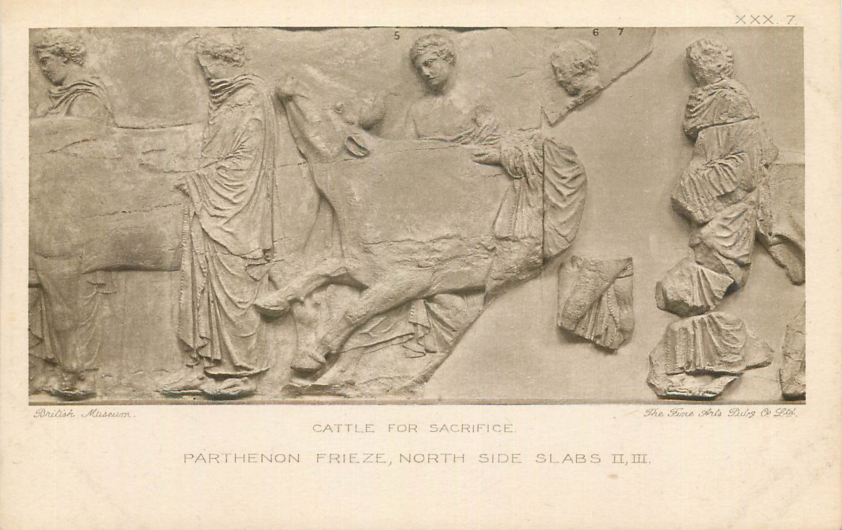 Frieze du Parthénon — Bœufs pour sacrifice — Slabs II et III — British Museum — The Fine Arts Pub. Co.