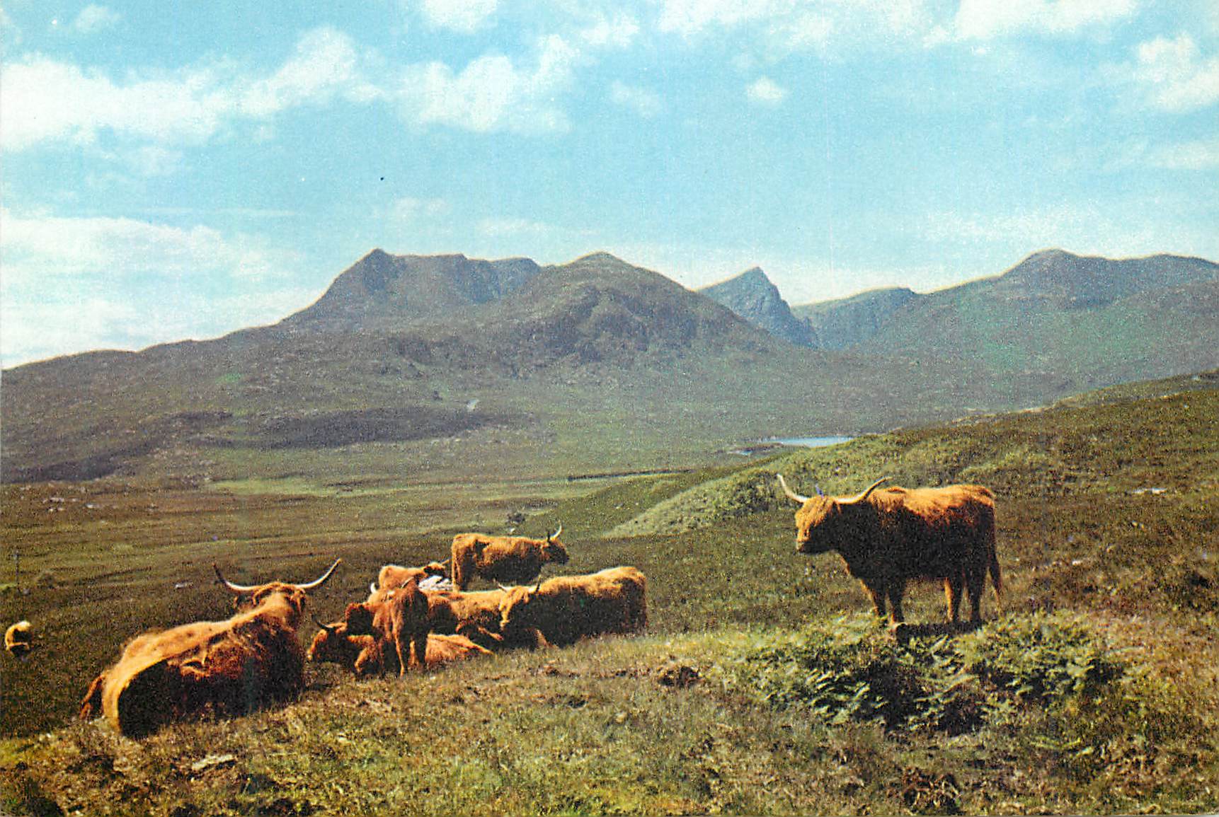 CPM Highland cattle near ullapool ross shire