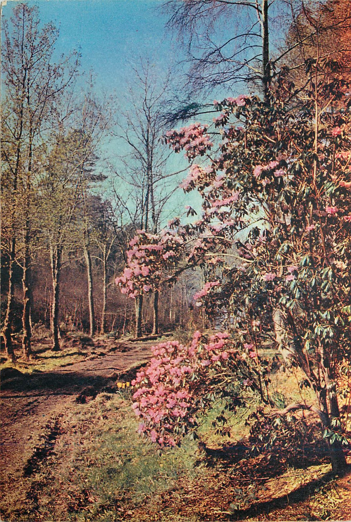 CPM Rhododendrons at inverewe estate wester ross