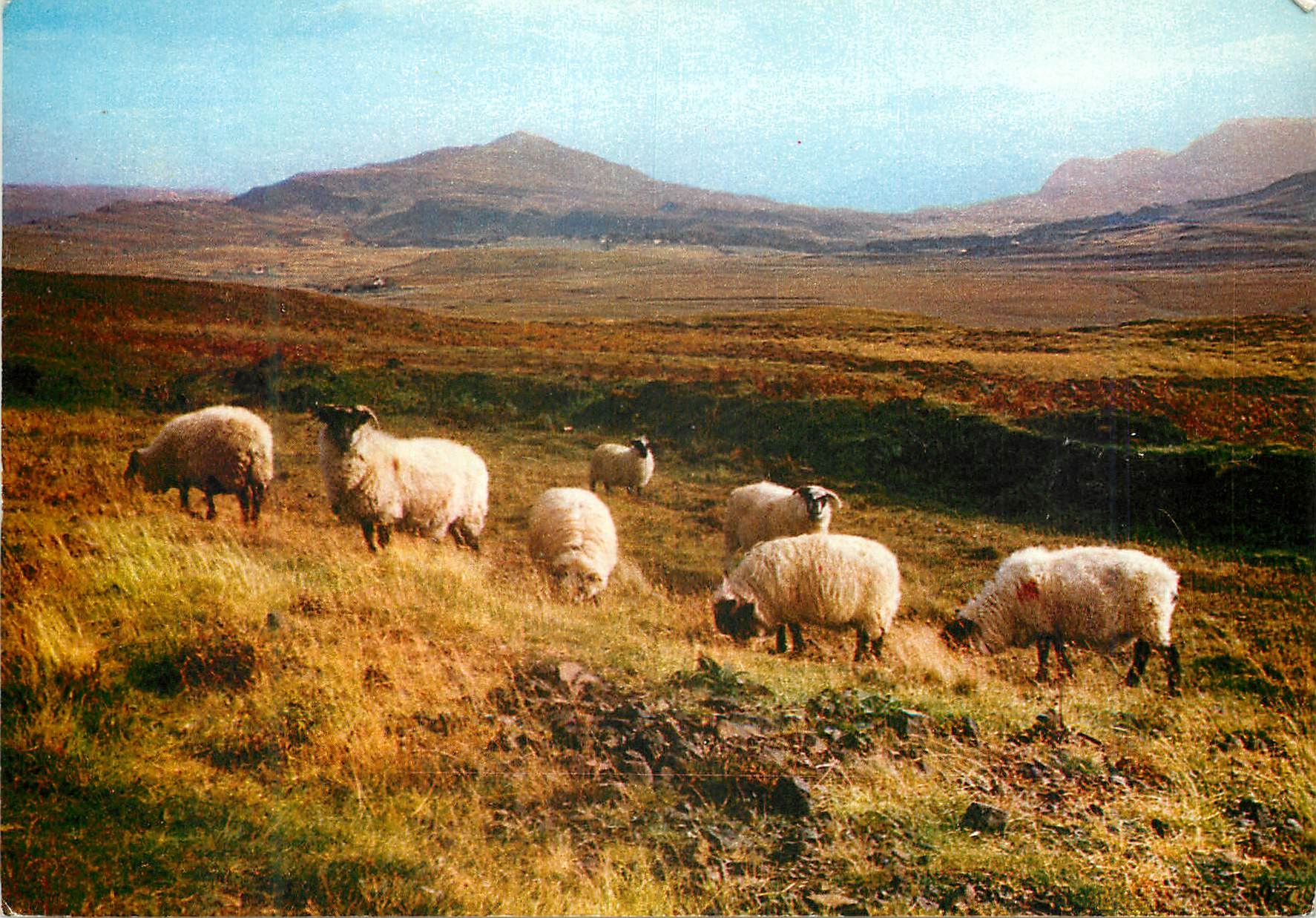 CPM Highland black face sheep
