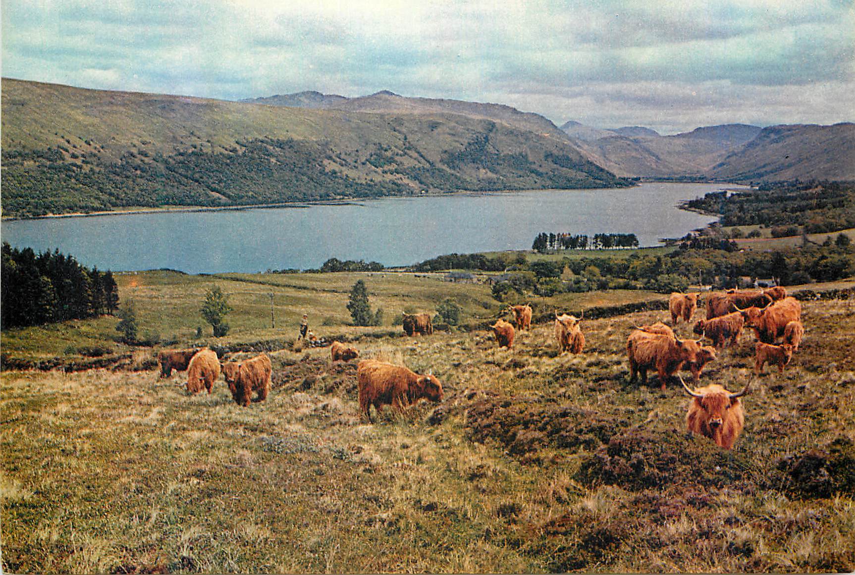 CPM Highland cattle by the shores of loch fyne argyllshire scotland