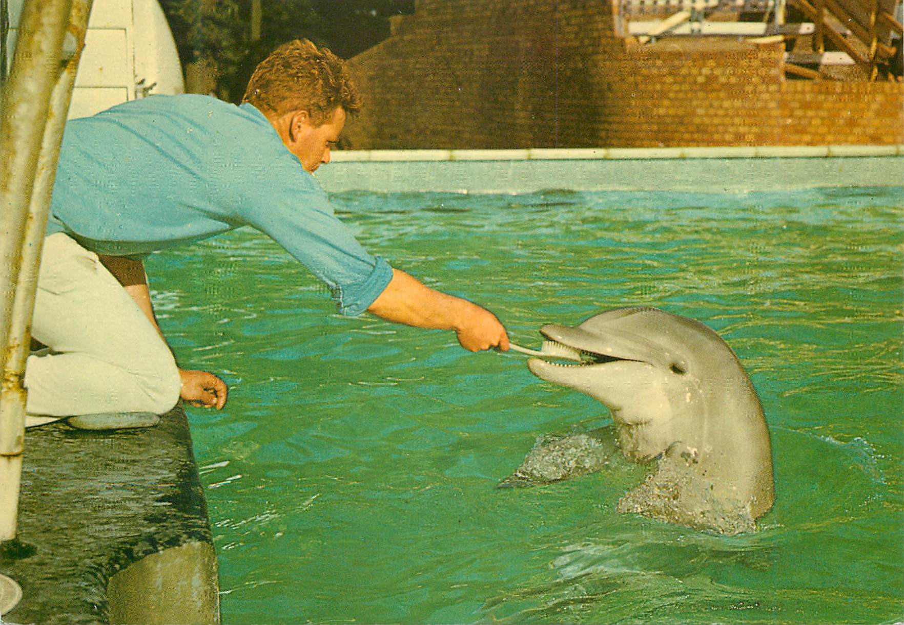 CPM Tursiops Truncatus Bottle Nosed Dolphins Dauphin